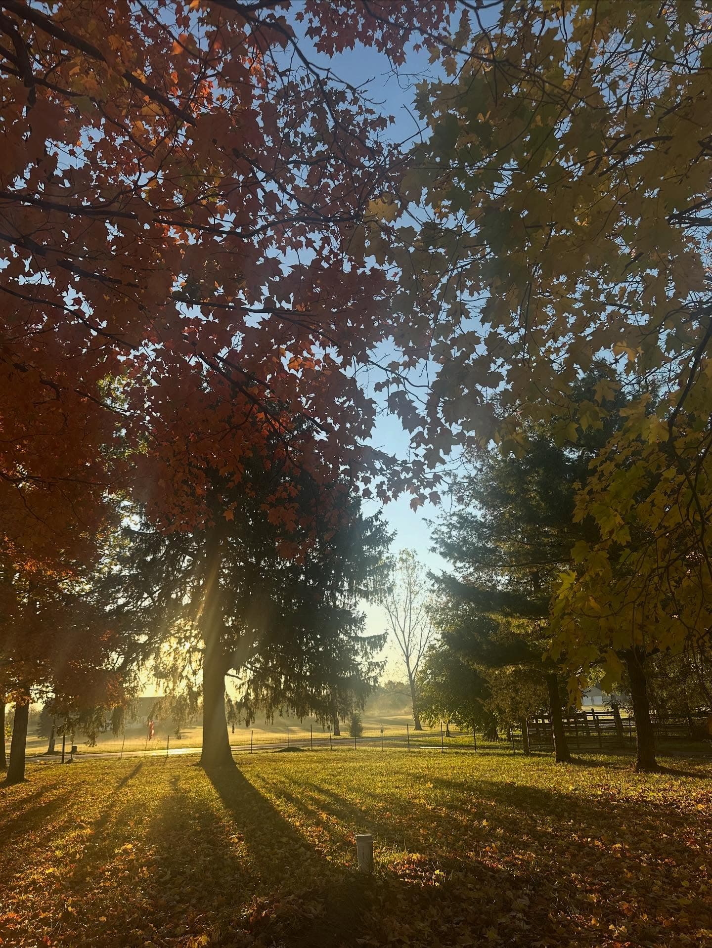 Golden sunrise over the farm — a new beginning