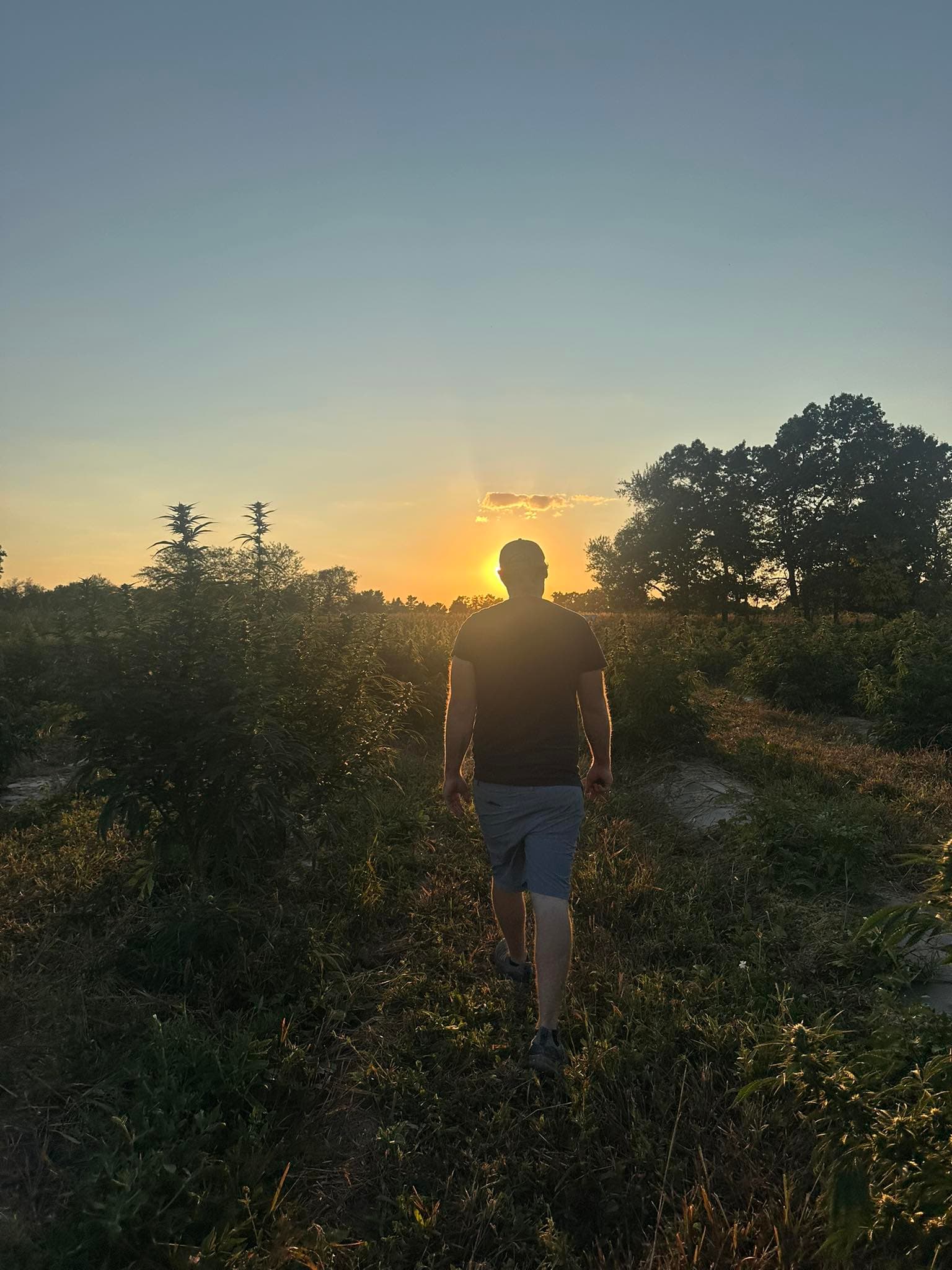 Figure walking into hemp field at sunset