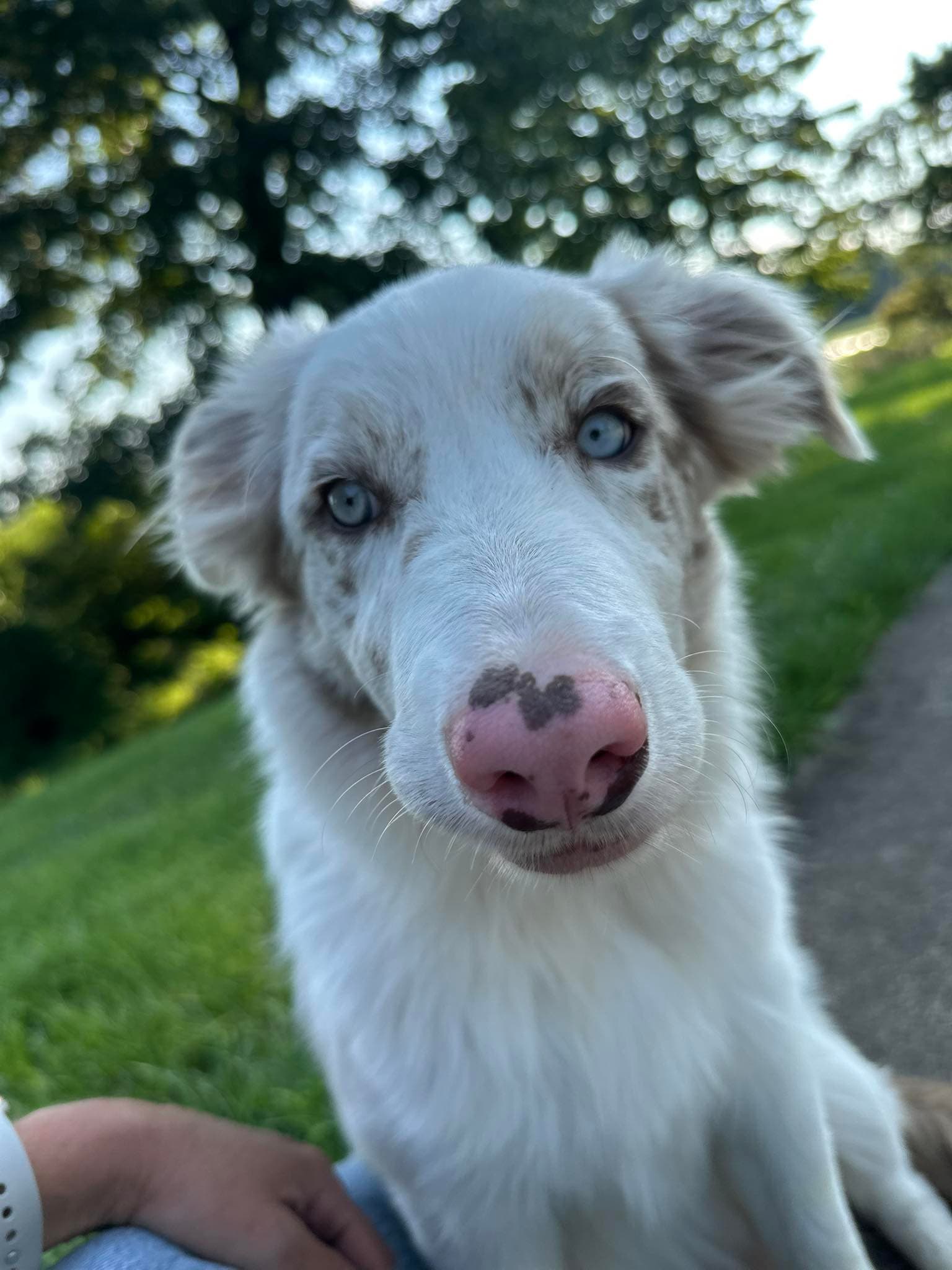 Aero the farm dog with striking blue eyes