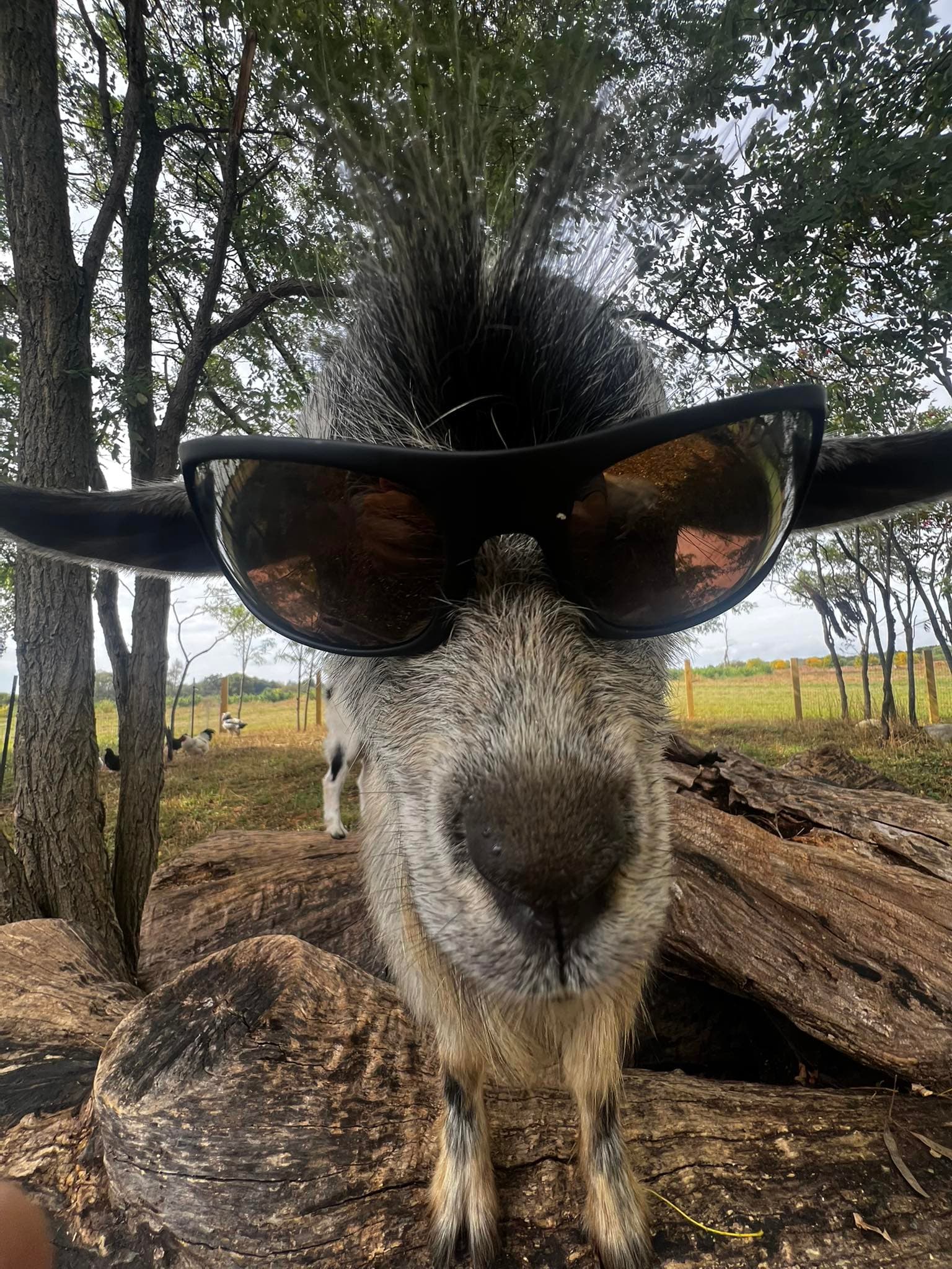 Goat wearing sunglasses on the farm