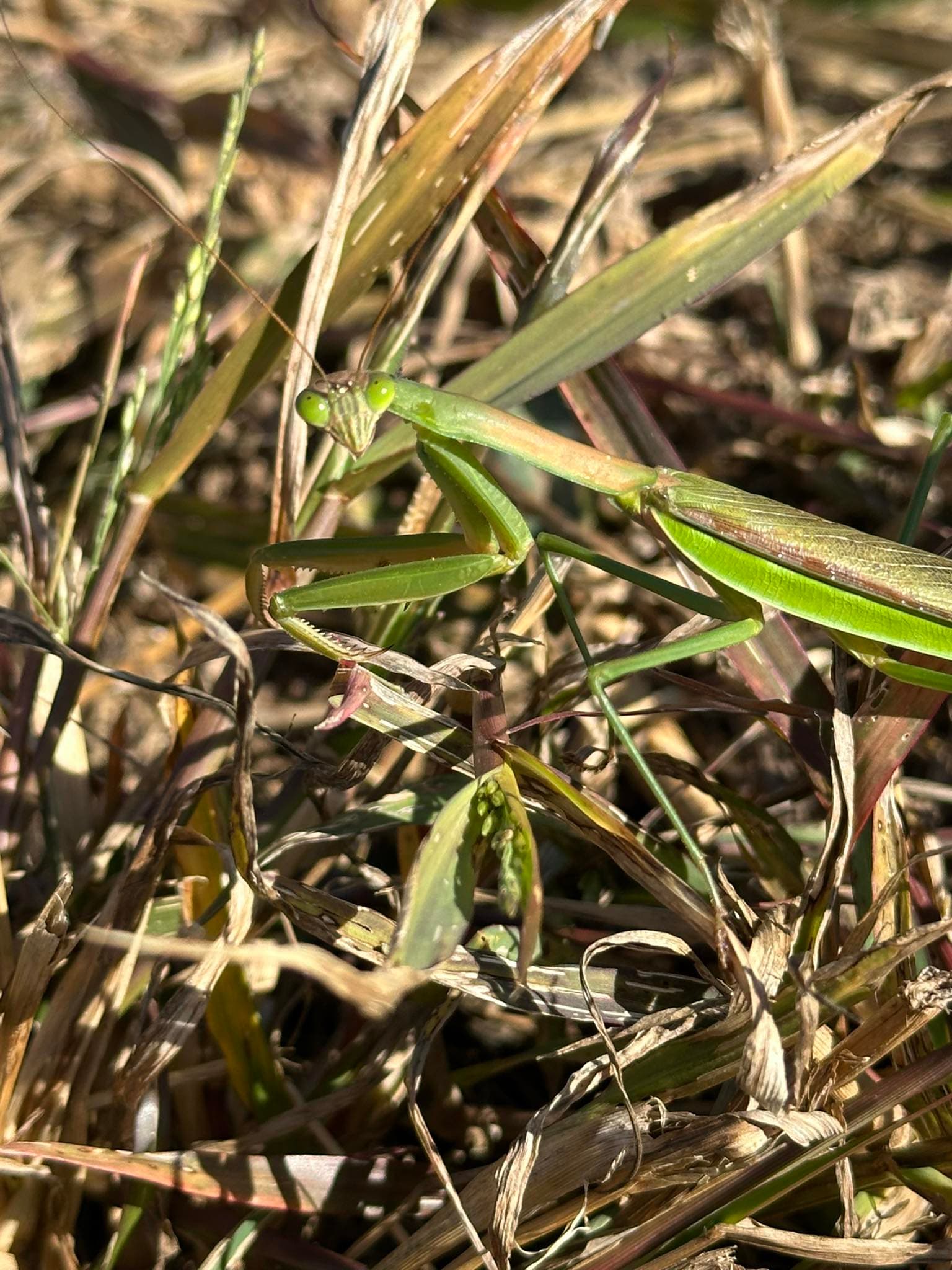 Praying mantis on a hemp leaf