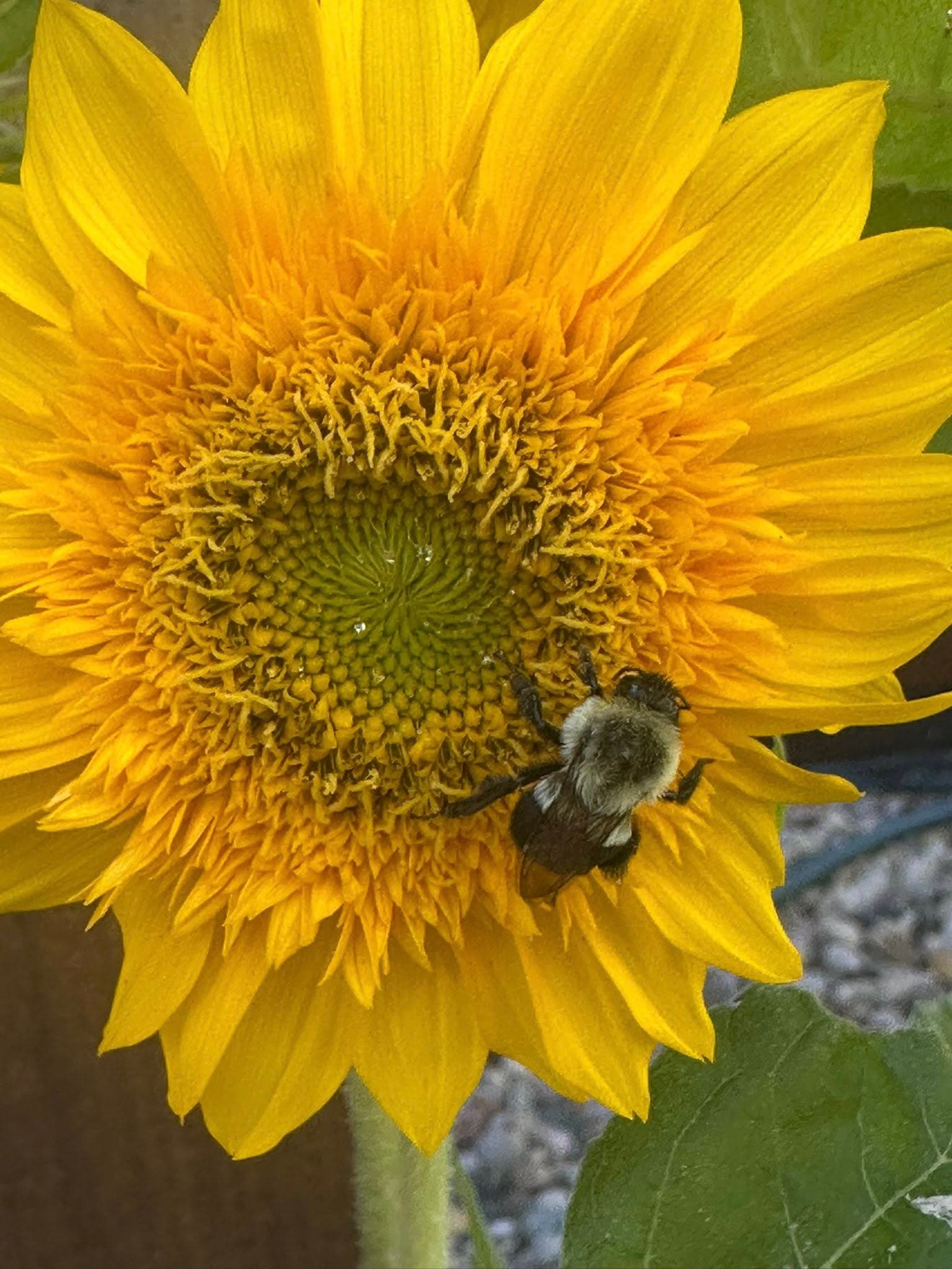Bee pollinating a sunflower