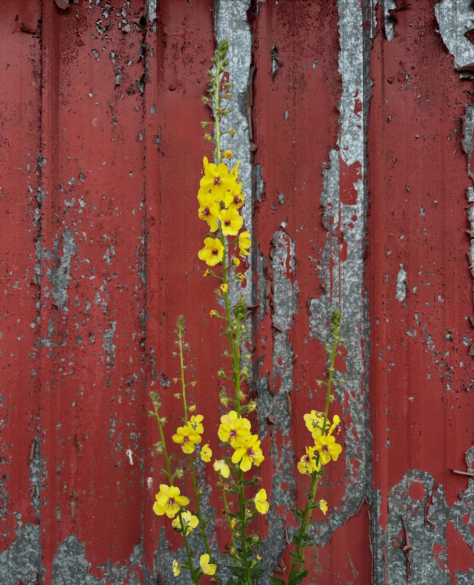 Wildflowers growing against the red barn wall