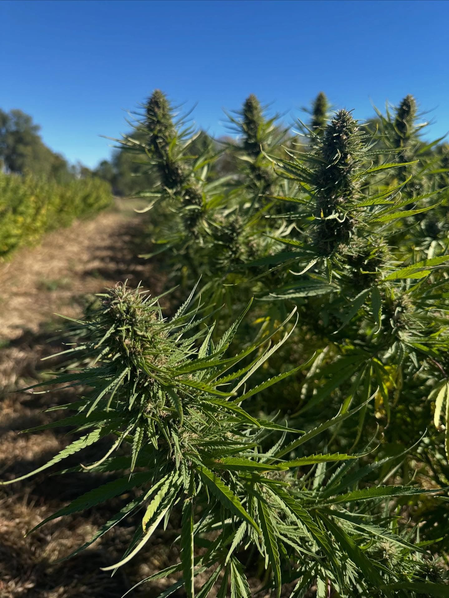 Mature hemp flower buds with golden afternoon light