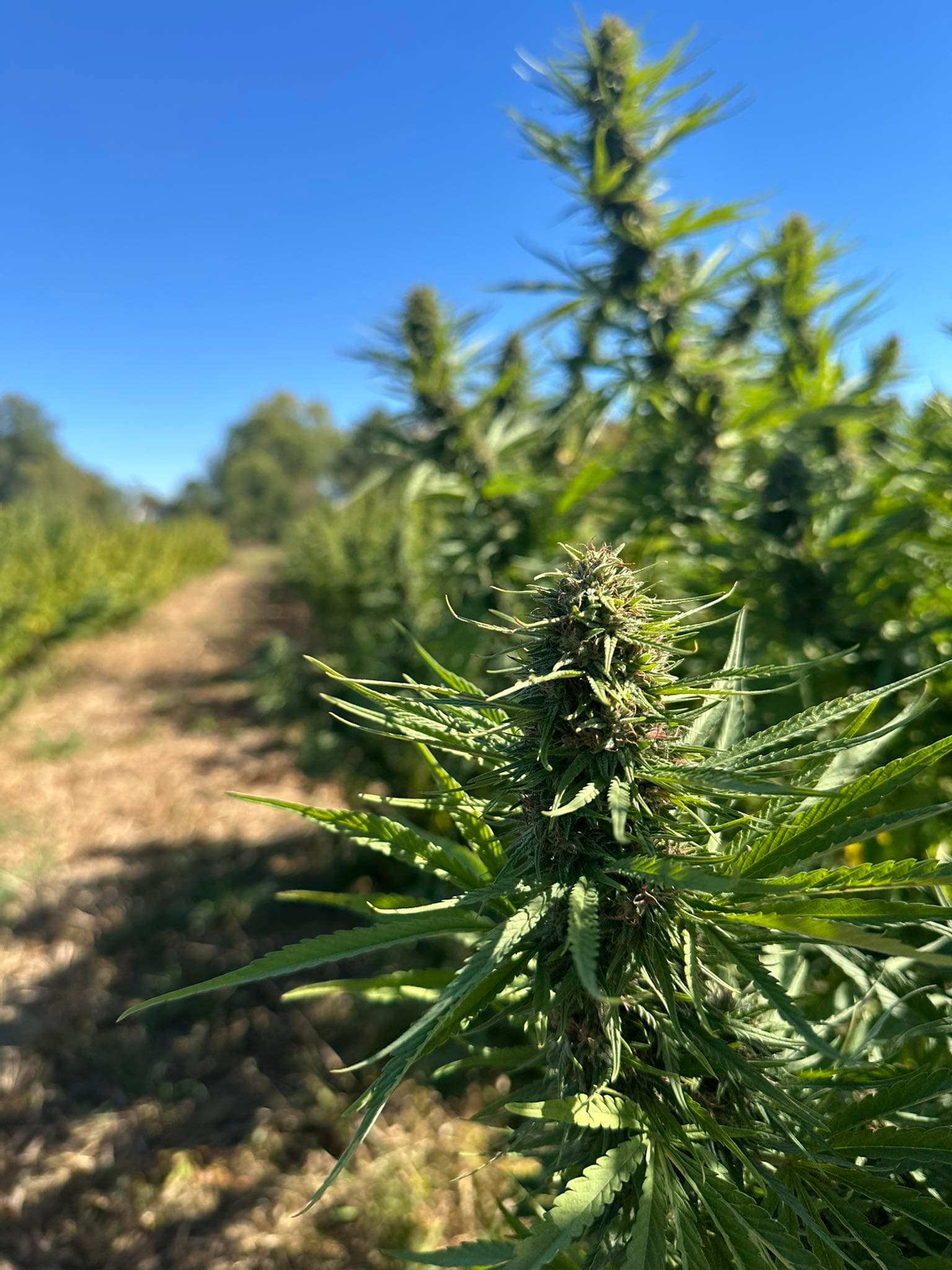 Hemp flower buds along a row