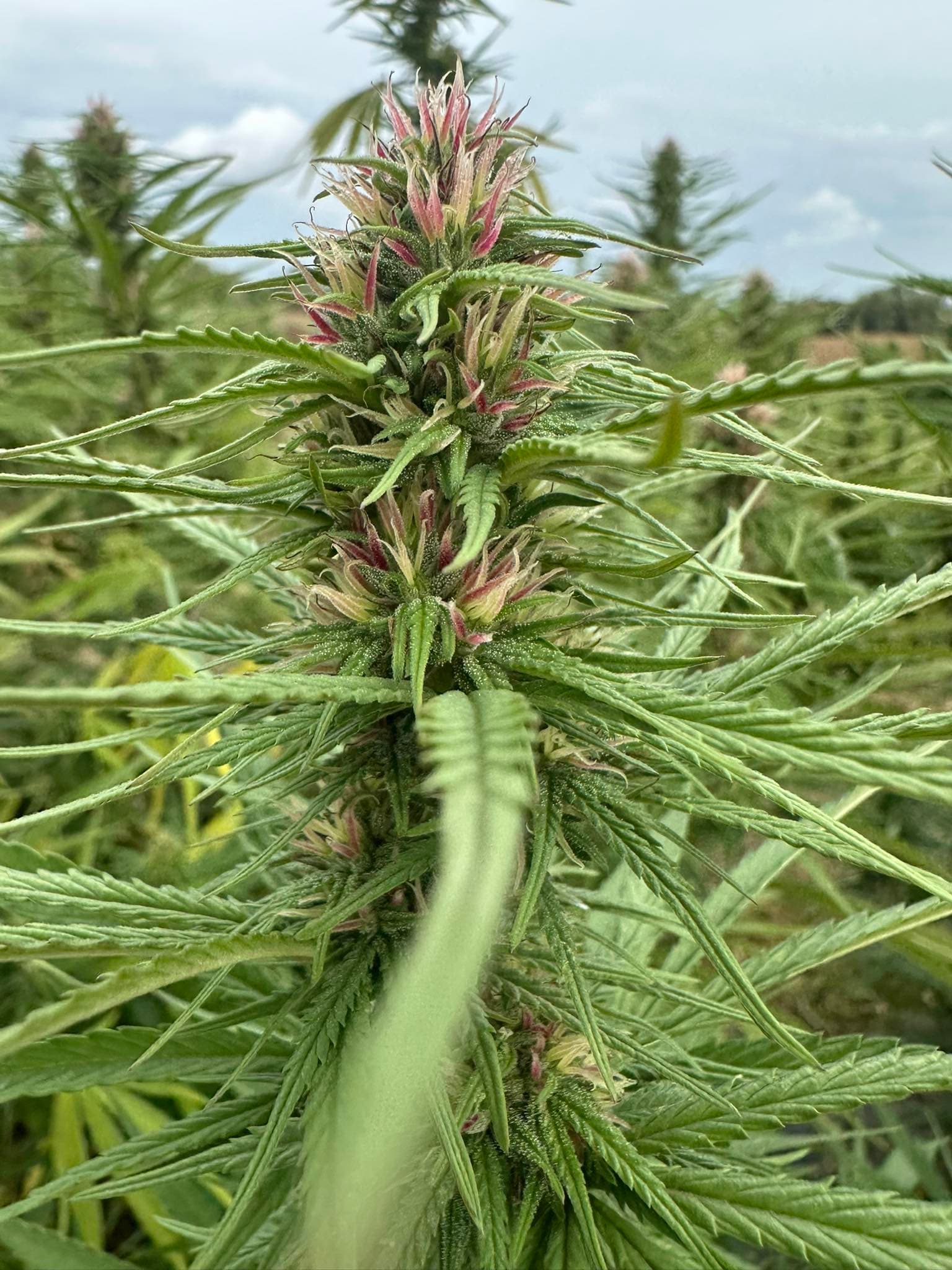 Close-up of hemp flower showing pistils and bract structure