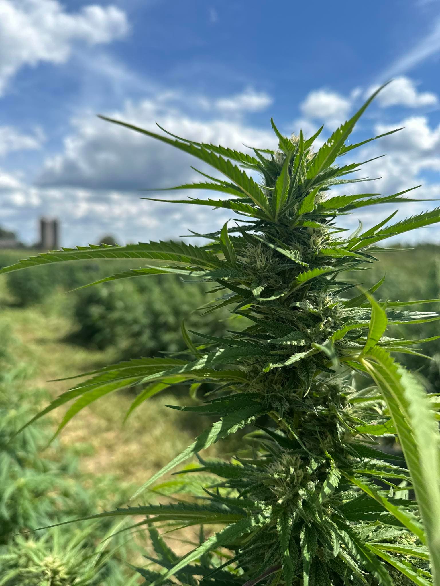 Close-up hemp cola with farm field behind