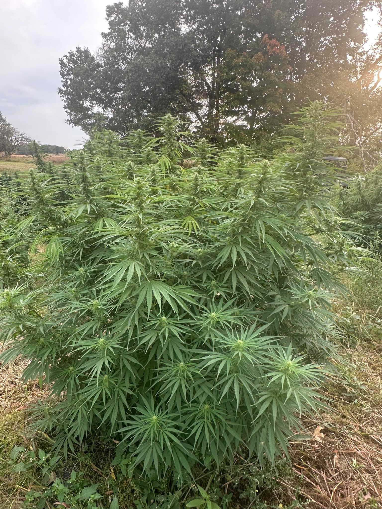 Mature hemp plant with golden backlight