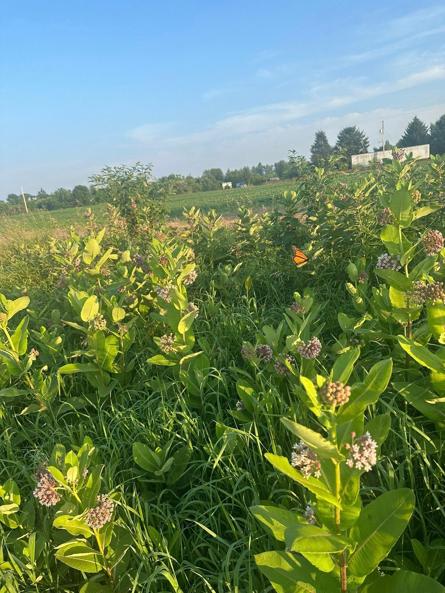 Milkweed ecosystem with monarch butterfly — many compounds working together