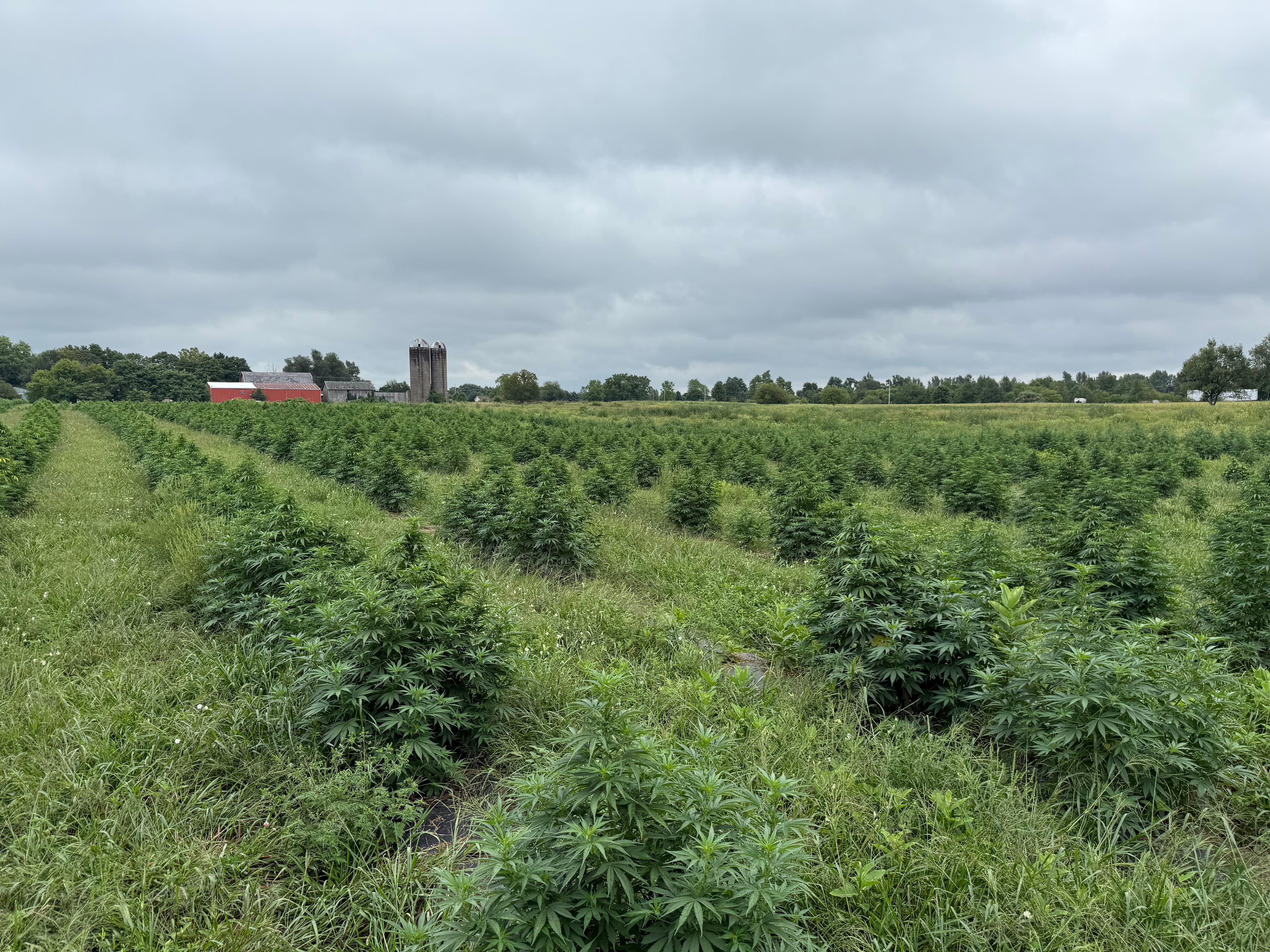 Rows of hemp plants stretching toward the red barn at Lifestyle Family Farms, Grass Lake, Michigan