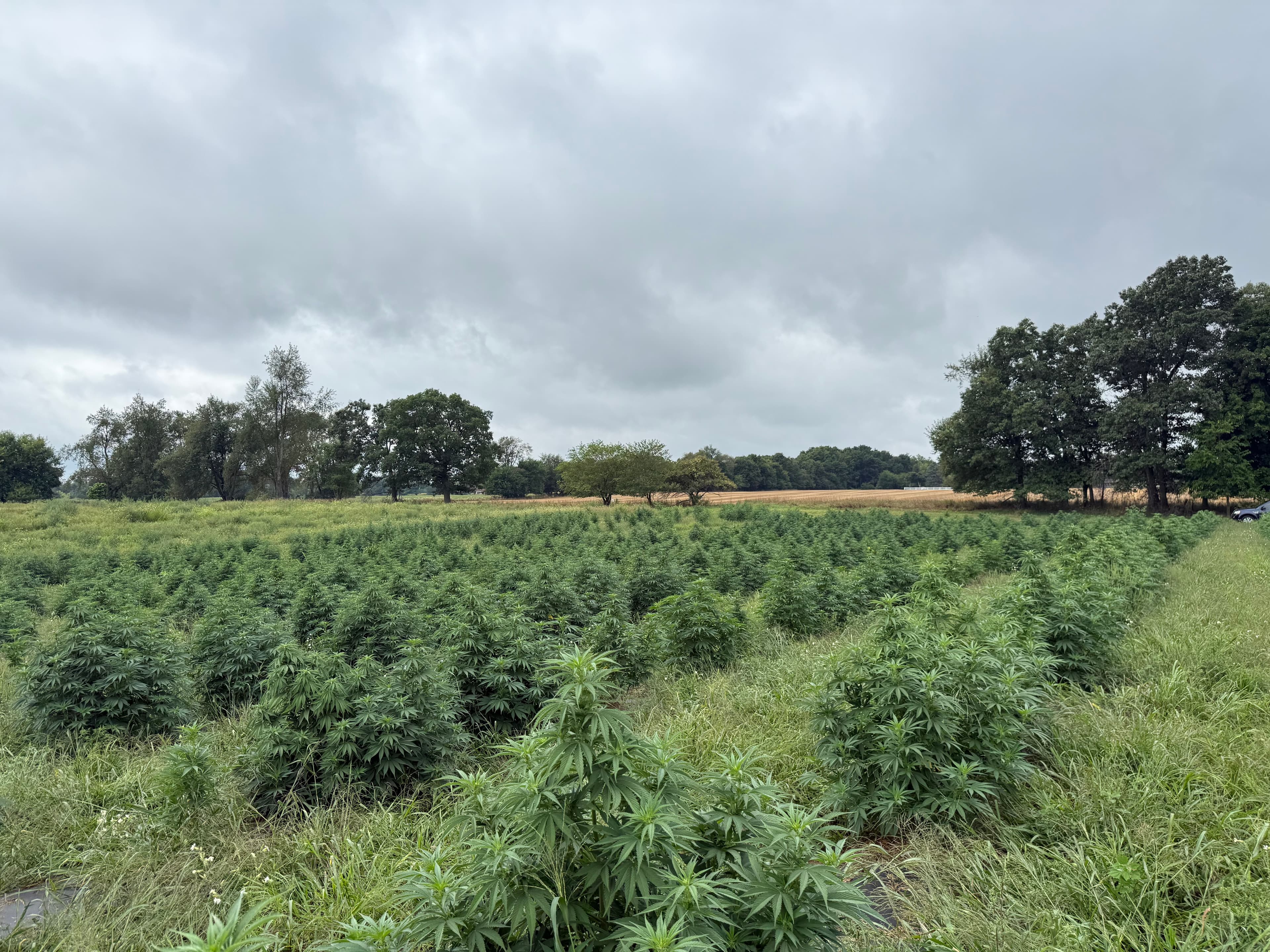 Panoramic view of hemp field at Lifestyle Family Farms